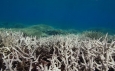 Great Barrier Reef at risk of bleaching and coral death